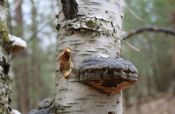 神様からの贈り物 カバノアナタケ茶 長野の大自然で育った天然の白樺から頂きました。長野の整体 美和はりきゅう院
