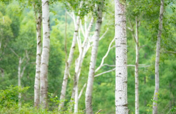 神様からの贈り物 カバノアナタケ茶 長野の大自然で育った天然の白樺から頂きました。長野の整体 美和はりきゅう院